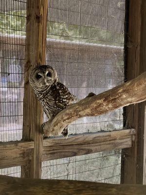 Rogers Wildlife Rehabilitation