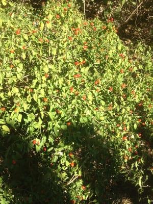 These wild chili pequins grow in the yard of the office. They make kick-butt sauces