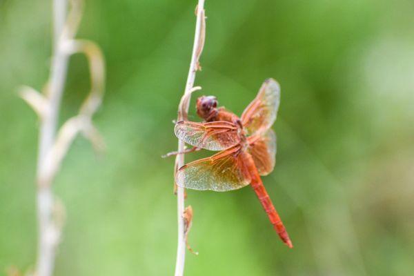 Dragonfly