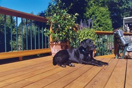 After a deck clean with eco-friendly cleaners, then pressure washing  and a reseal every one can relax in the sunshine.