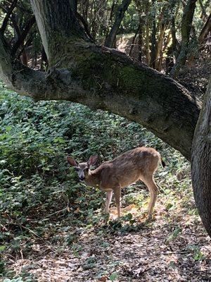 Deer on today's walk