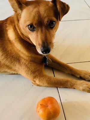 This is Cooper guarding his favorite treat, a Persimmon from our tree.