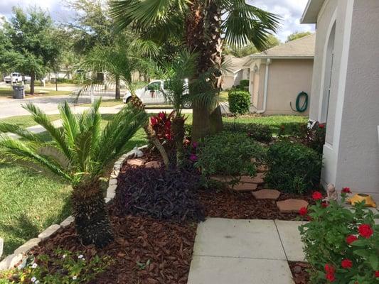 Flower garden fully clean, fresh big pine bark and and palm trees cut and looking good