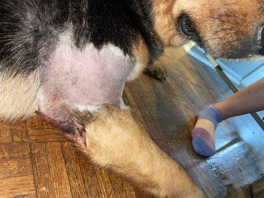 WAY too much hair shaved off of a German Shepherd for a Doppler/ultra sound in the midst of summer! He now has skin damage on this arm.