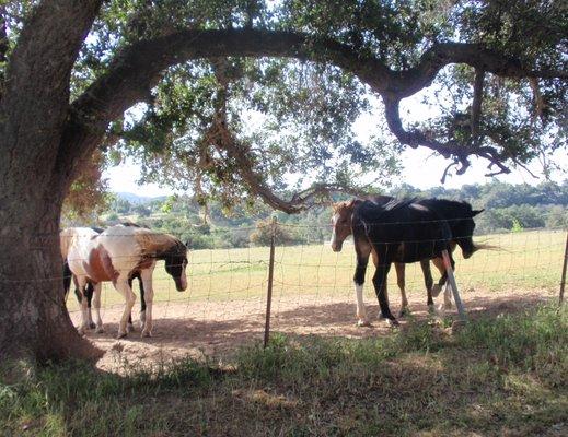 Horses grabbing some shade in Ojai