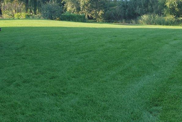 Nice green lawn. Done by my company