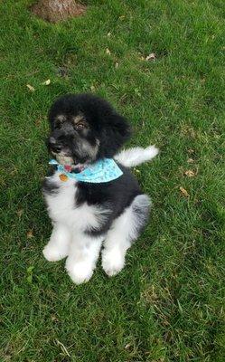 Einstein posing for the picture with his amazing new hair cut.