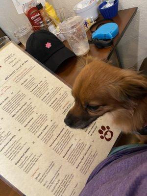 A lucky dog and menu.