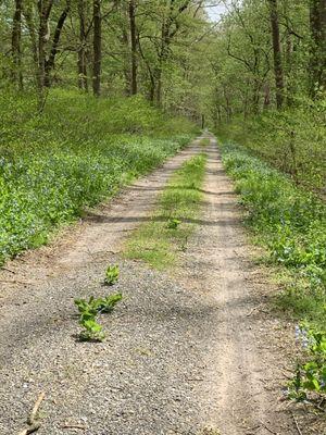 C and O trail