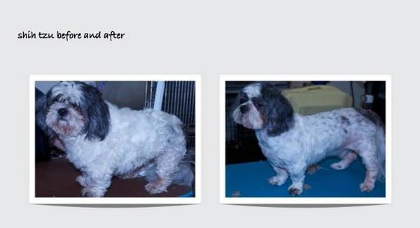 Shih Tzu before and after