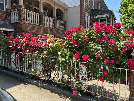 Rose Garden photo to show off my horticultural skills different from my agricultural skills.