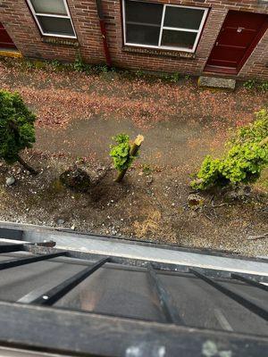 My poor little stump after they butchered it to try and hide their mistake and also the shot of the vehicle and one of the men responsible.