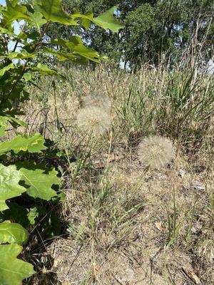 Large seed balls