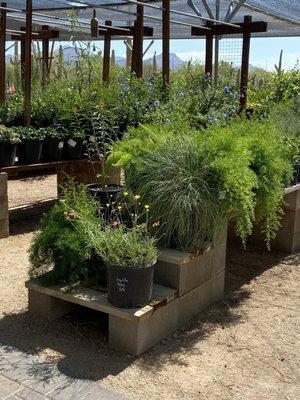 Acacia Nursery