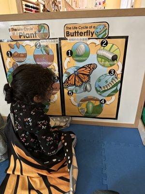 Life cycle of a butterfly