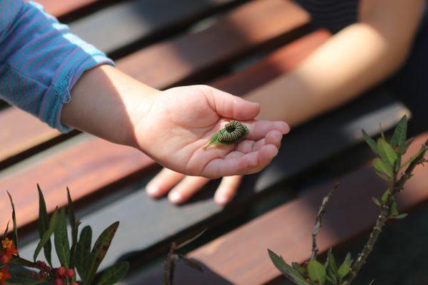 Our butterfly garden provides the opportunity for the children to become little scientists through hands-on experiences.