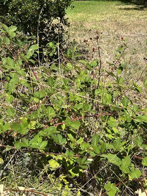 Blackberry bush