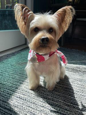 Matilda's new cut.  The dogs get a sexy bandana.  Look at those ears!!!!!