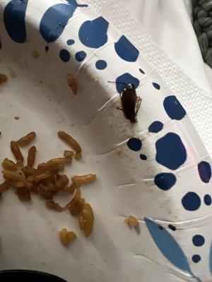 Dead roach in rice