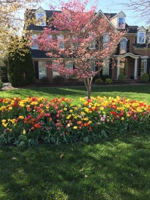 Mary's Landscaping Services Inc  Tulips 2016