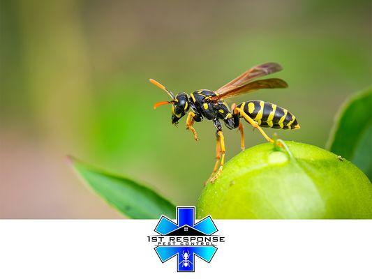 wasp outside on plant