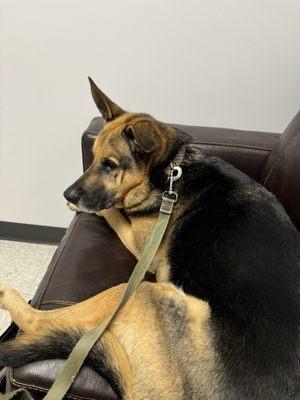 Mikey makes himself at home - he hates the vet so this shows the effect Allison's team has on my sweet boy!