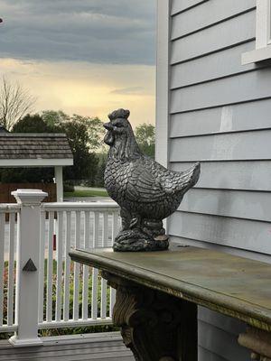 chicken at the farm.