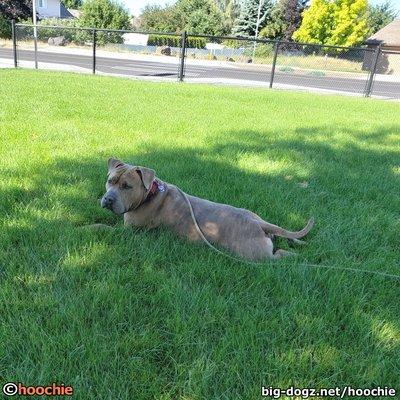 Hooch enjoying some shade at Ben Burr Park.