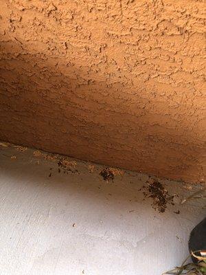 Balcony floors which means still after a month nothing has been resolved with pest control