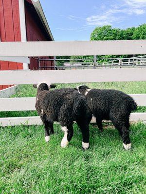 Baby lambs