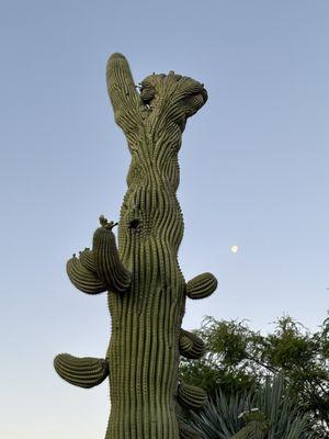 Crowned saguaro