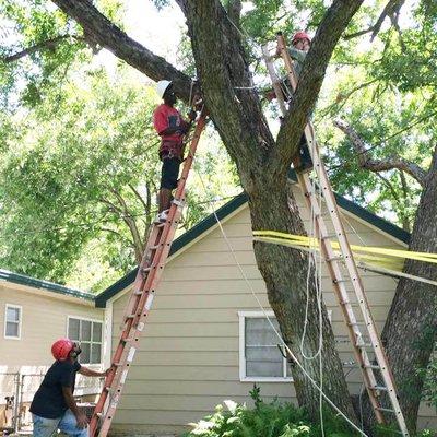 The crew cabling a tree on a recent residential job.