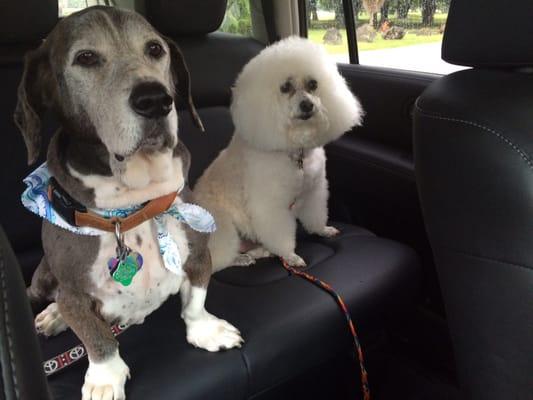 Just groomed at Jennys Pet Grooming. Daddy with Mary Lamb.