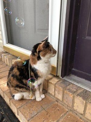 Sprinkle, my beautiful calico angel.