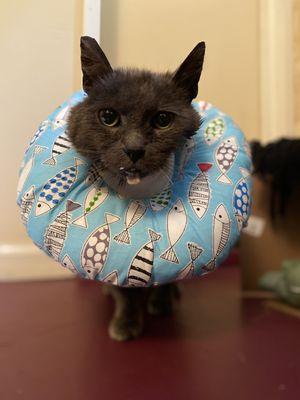 Ernie, a 20-year-old Porch Panther, enjoying a comfortable recovery after being seen at WellHaven Pet Health Stark Street.