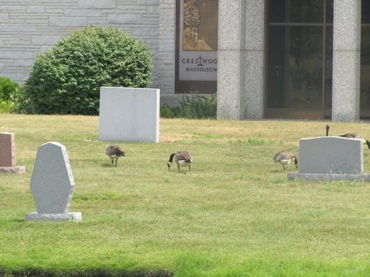 Nice little pond that attracts geese....geese that wander all over the cemetery and crap all over the grounds and headstones!!!!