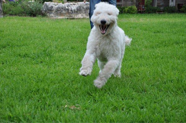 Moose galloping like a maniac, his hair in the wind