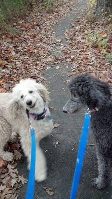 Rhianna and Sophie are long time day time dog walking, as well as vacation clients.  They are the dynamic duo!