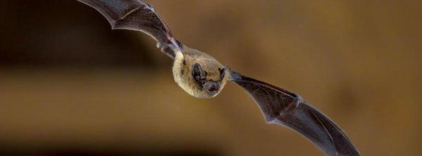 Bat Evictors