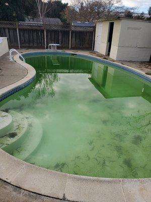 Algae problem, before picture