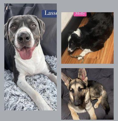 These 3 dogs are missing from Celina's foster home. (see next photos of the "amazing 5,000sqf" home she claimed her foster to have