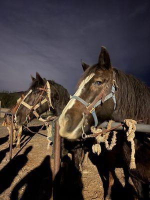 horses outside the restaurant