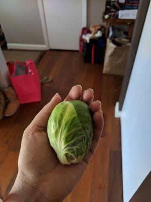 Huge brussels sprouts!