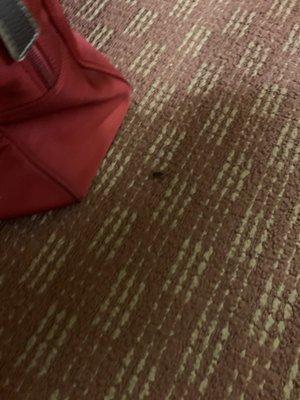 Roach on floor.