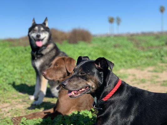 Got to take a break from obedience training and got @the_doggybunch out for a "Pack adventure" out at Fiesta Island Dog Park.