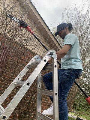 Tree trimming