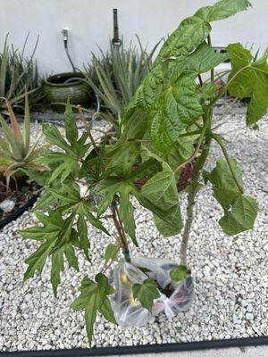 South Sea Salad Trees!