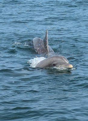 Dolphin tours