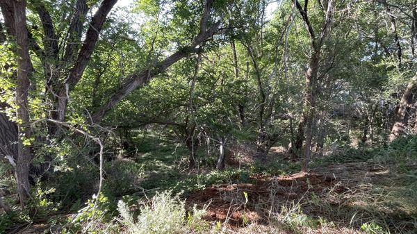 Lush forested area on property.