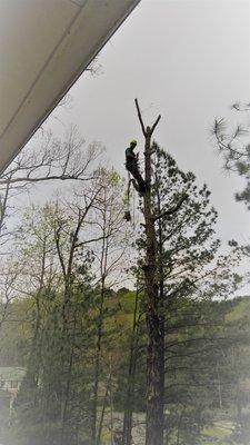 Climbing dead trees to remove